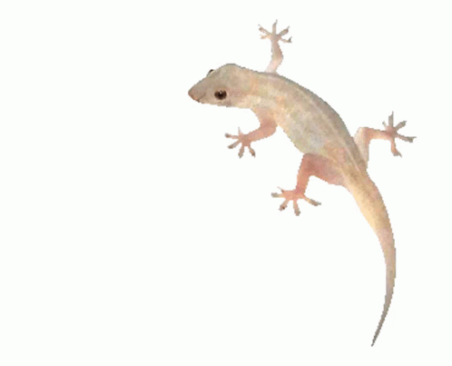 Lizard Gif